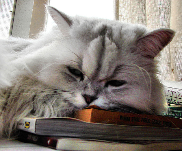 Katze mit Buch